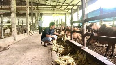 Phòng, chống nắng nóng cho đàn vật nuôi