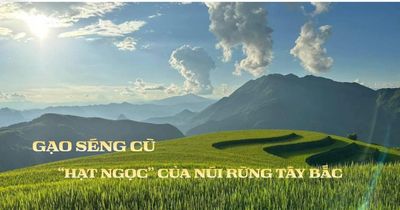 'Mùa vàng' Mường Than và câu chuyện OCOP của hạt gạo Séng Cù