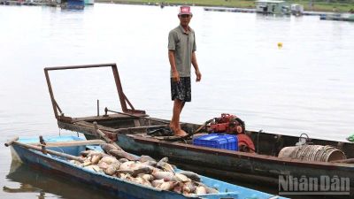 Nguyên nhân khiến cá bè chết hàng loạt ở Đồng Nai