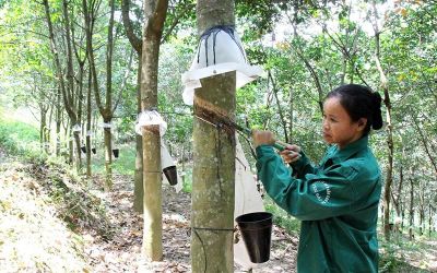 Nguồn cung thắt chặt tiếp tục nâng đỡ thị trường cao-su