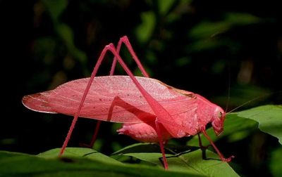 Kinh ngạc với phiên bản màu hồng của loài côn trùng giống hệt chiếc lá