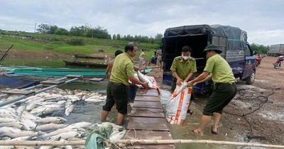 Hơn 200 tấn cá chết trên hồ Trị An do thiếu oxy