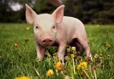 Lần đầu ghép cả gan và thận lợn biến đổi gene cho người