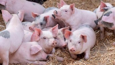 Giá heo hơi hôm nay 3/6: Đi ngang trên cả 3 miền, dao động từ 66.000 - 68.000 đồng/kg, lùi xa mốc 70.000 đồng/kg