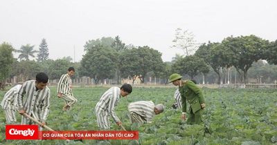 Người đang chấp hành án bỏ trốn có được hưởng thời hiệu thi hành bản án?