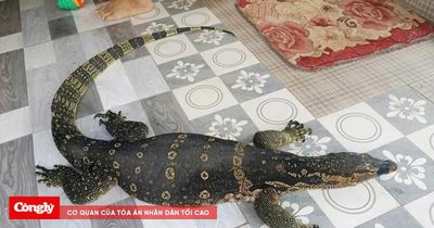 Người dân bàn giao kỳ đà hoa nặng 6,5kg