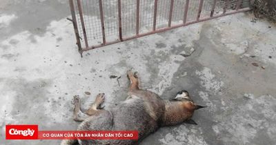 Người đàn ông tử vong nghi do bệnh dại sau khi bị chó nhà cắn