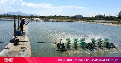 Người nuôi tôm xoay xở trước nguy cơ dịch bệnh mùa nắng nóng