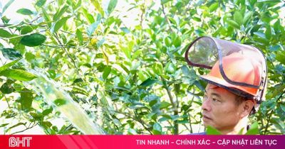 Nắng như 'rót lửa', nông dân Hà Tĩnh lo chống hạn cho cây cam