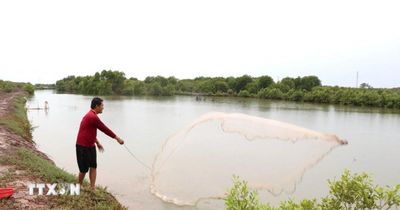 Vĩnh Long: Rừng ngập mặn trở thành 'lá chắn' cho nghề nuôi thủy sản