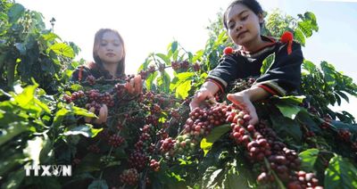 Văn hóa càphê đưa Buôn Ma Thuột lọt top 15 điểm đến ẩm thực hàng đầu thế giới
