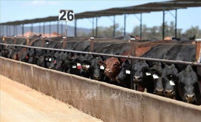 Trung Quốc kích hoạt hàng rào thuế quan đối với thịt bò Australia