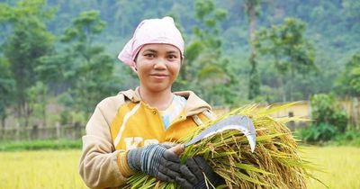 Hành trình làm lúa nước của người Rục sau 65 năm bước ra từ hang đá