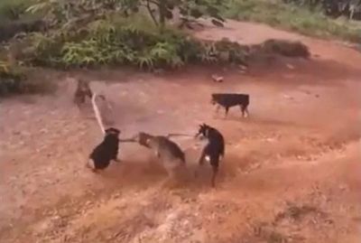 Một mình đối đầu 5 chó nhà, hổ mang chúa khổng lồ nhận kết cục bi thảm