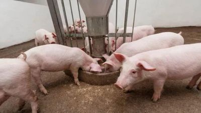 Giá heo hơi ngày 3/6: Thị trường đồng loạt đi ngang