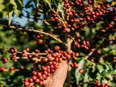 Giá nông sản ngày 3/6: Cà phê, hồ tiêu cùng lao dốc, gạo châu Á bật tăng mạnh