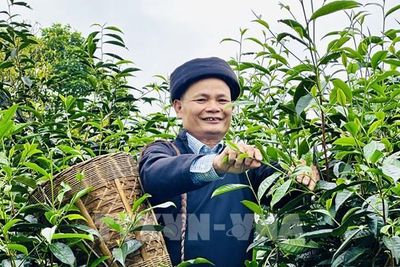 Chè Shan tuyết Tuyên Quang: 'Mỏ vàng xanh' giữa đại ngàn