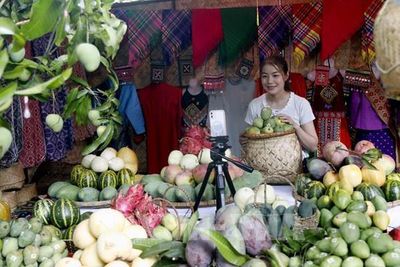 Xoài vào chính vụ, nông dân gấp rút thu hoạch phục vụ xuất khẩu