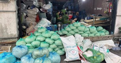Nhóm đối tượng dùng chất cấm sản xuất giá đỗ, thu lợi khoảng 8 tỷ đồng