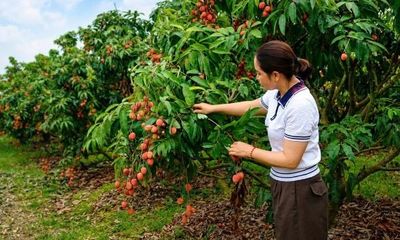 Nam Dương phát triển cây ăn quả gắn với du lịch