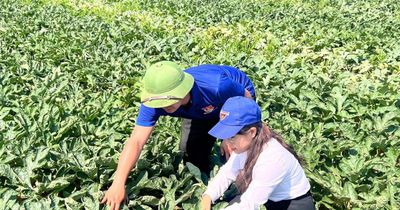 Biến 'đất hoang' thành đồng dưa ngọt