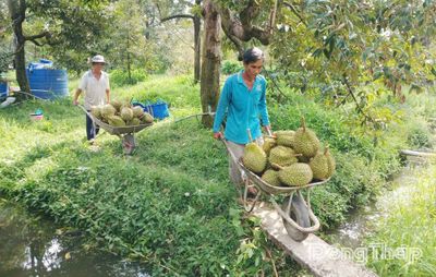 Nhận diện 'điểm nghẽn' trên hành trình nâng tầm trái cây Đồng Tháp