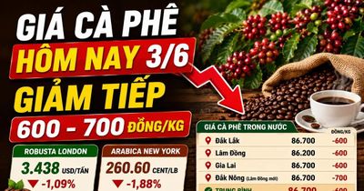 Giá cà phê hôm nay 3/6: Mất thêm 600 đồng/kg, thế giới tiếp tục giảm