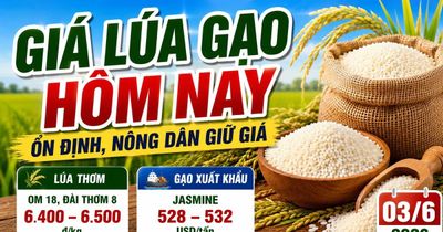 Giá lúa gạo hôm nay 3/6: Gạo thơm giữ lợi thế xuất khẩu