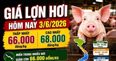 Giá lợn hơi hôm nay 3/6: Miền Trung xuống thấp nhất 66.000 đồng/kg