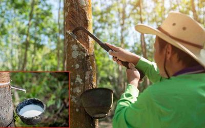 Ngày 3/6: Giá cao su thế giới phân hóa rõ nét trên các sàn giao dịch chủ chốt