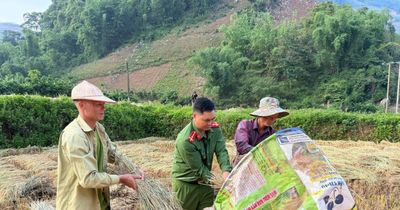 Cùng nhân dân vùng cao thu hoạch 'mùa vàng'