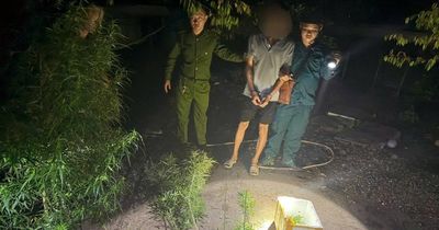 TP Hồ Chí Minh phát hiện nhiều vụ trồng cần sa tại nhà