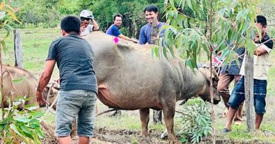 Khống chế thành công trâu 'điên' tấn công 4 người bị thương