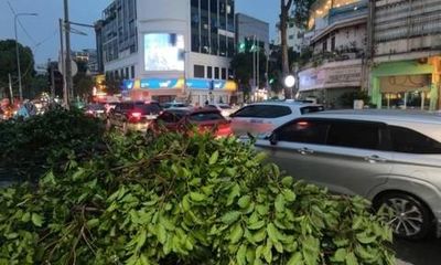 Sau cơn mưa, một cây xanh bật gốc, đè lên hai ôtô ở trung tâm TPHCM