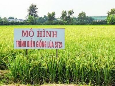 Đẩy mạnh chuyển giao kỹ thuật, xây dựng mô hình thâm canh lúa ST24 nâng cao hiệu quả sản xuất