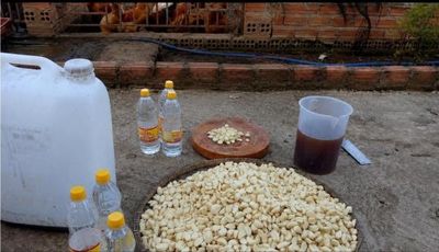 Men tỏi - 'kháng sinh tự nhiên' thúc đẩy phát triển chăn nuôi hữu cơ bền vững