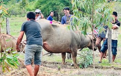 Trâu 'điên' húc người ở Đắk Lắk, 4 nạn nhân nhập viện