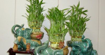 Top 5 loại cây cảnh để phòng thờ đại cát, đại lợi