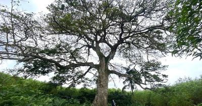Mang trong mình chất độc, cây cổ thụ trăm tuổi trở thành báu vật của làng quê