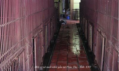 Kêu gọi đưa toàn bộ gấu nuôi nhốt ở Phúc Thọ, Hà Nội vào trung tâm cứu hộ
