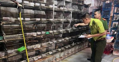 Công an Hà Nội phát hiện 2 cơ sở kinh doanh, nuôi nhốt số lượng lớn chim hoang dã trái phép