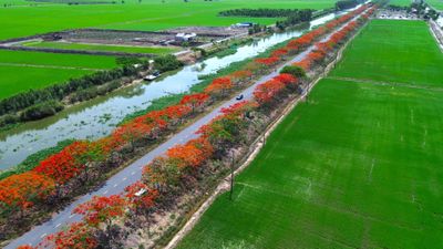 Mùa hoa phượng nở rộ trên tuyến đường đẹp Tây Ninh