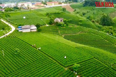 Thái Nguyên hướng tới trung tâm văn hóa vùng Việt Bắc từ lợi thế trà và di sản