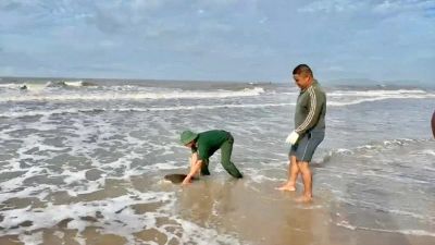 Kịp thời phát hiện thả rùa biển về tự nhiên