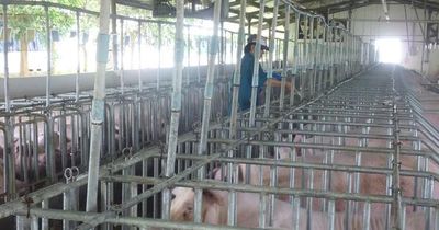 Giá heo hơi hôm nay, 4-6: Phía Nam có giá mới
