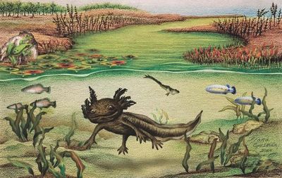 Sinh vật chưa từng thấy 'trỗi dậy' từ lòng hồ cổ