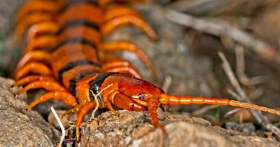 Nọc độc đáng gờm của loài rết đẹp nhất thế giới, màu sắc như da hổ