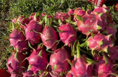 Tại sao thanh long luôn rơi vào vòng lặp 'cần được giải cứu' ?