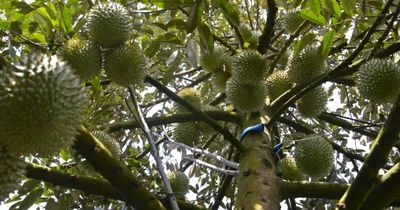 Nhiều hoạt động hấp dẫn tại Lễ hội trái cây Đồng Tháp