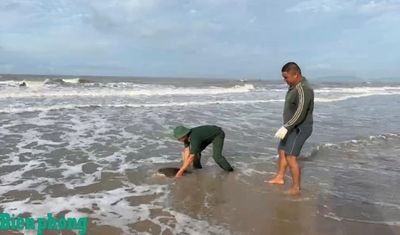 Kịp thời cứu hộ và thả rùa biển về môi trường tự nhiên